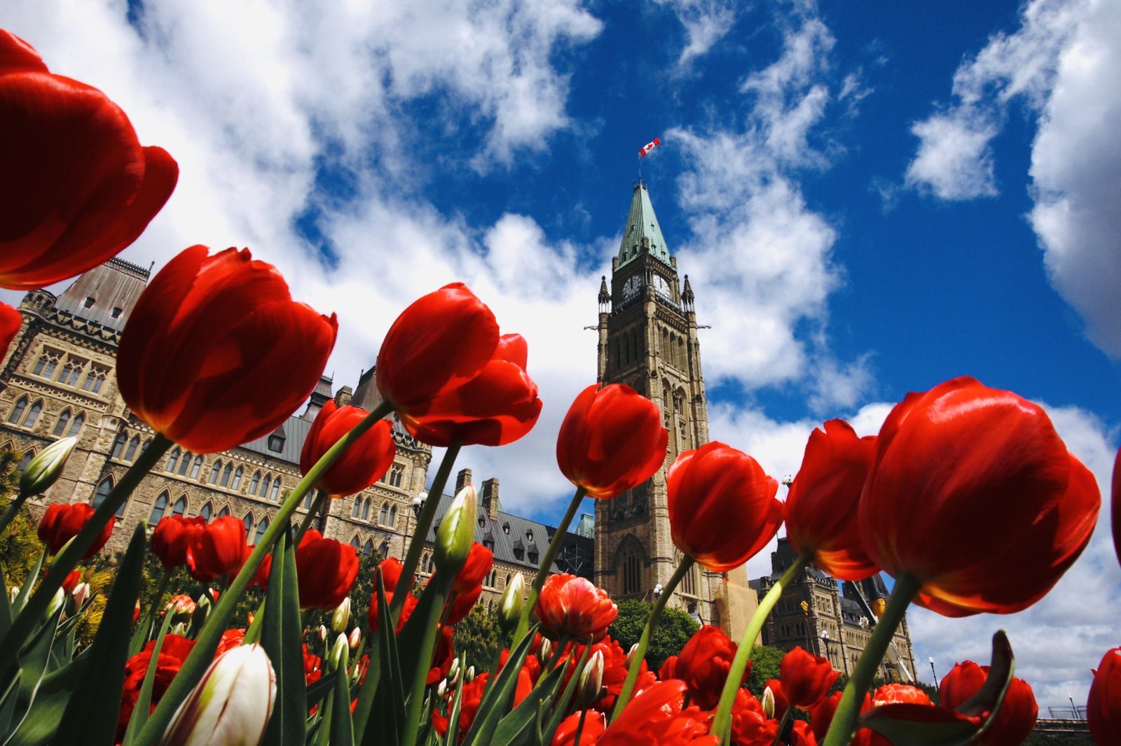 Ottawa Tulip Festival