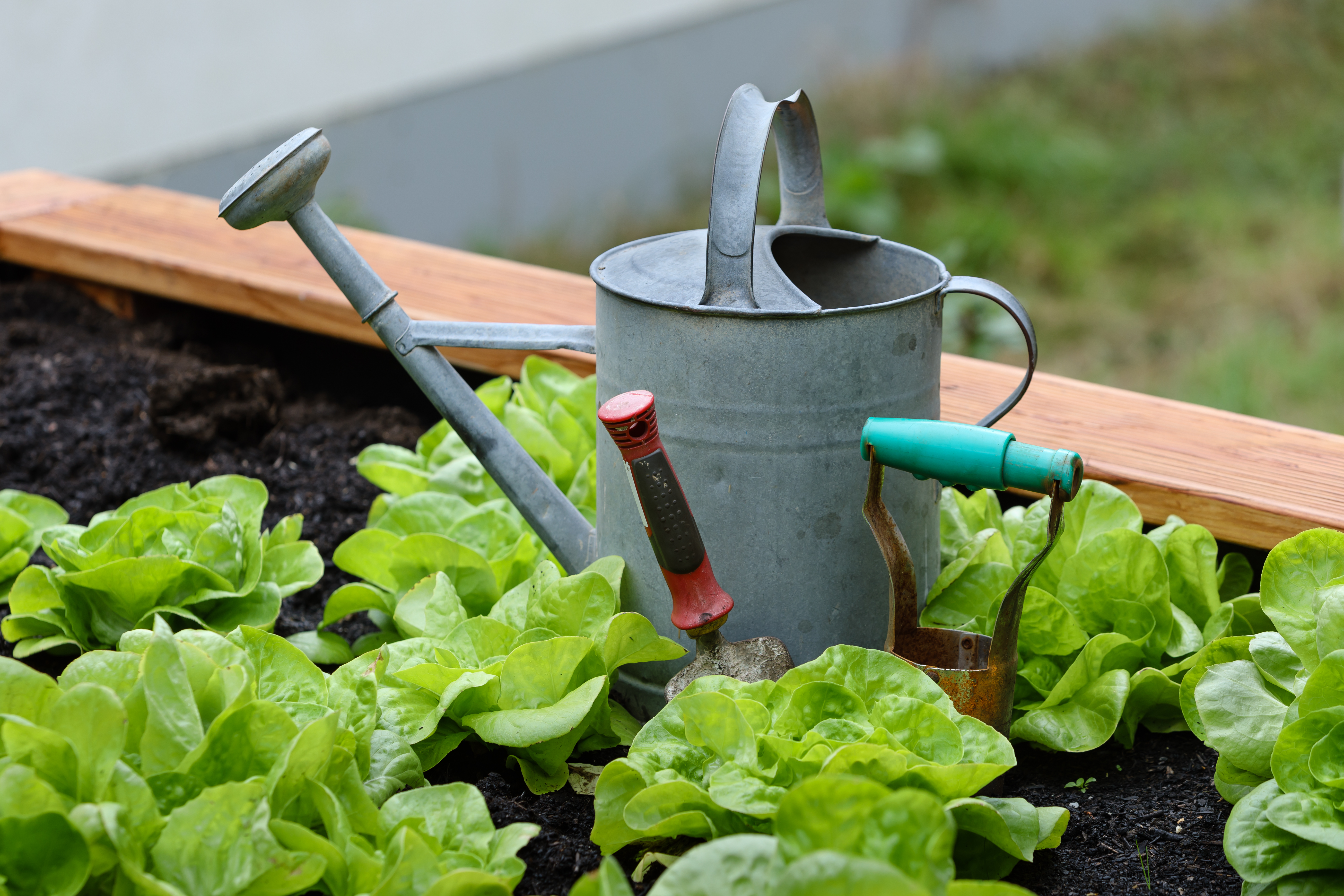 Gardening – CLB 1/2, vocabulary
